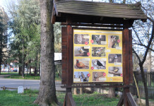 „BANjIČKA ŠUMA“– SPOMENIK PRIRODE U SRED VOŽDOVCA