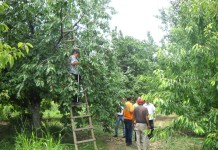 АКЦИЈА ПОДСТИЦАЈА ПОЉОПРИВРЕДНИХ ГАЗДИНСТАВА СА ВОЖДОВЦА
