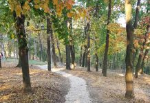 ОБНОВЉЕНА ТРИМ СТАЗА У ТОРЛАЧКОЈ ШУМИ